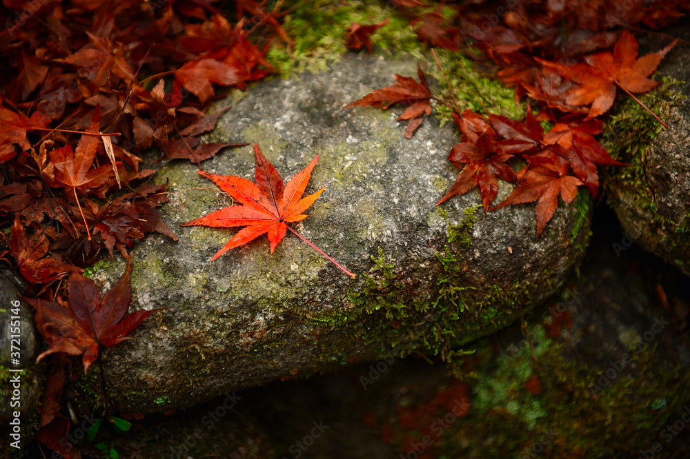 One bright red maple leaf on the rock Surrounded by leaves that began to wither In the forest in autumn in Japan. One bright red maple leaf on the rock Surrounded by leaves that began to wither In the forest in autumn in Japan.
