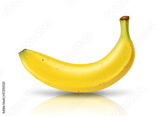 Cavendish thai Banana, realistic design isolared on white background Eps 10 vector illustration