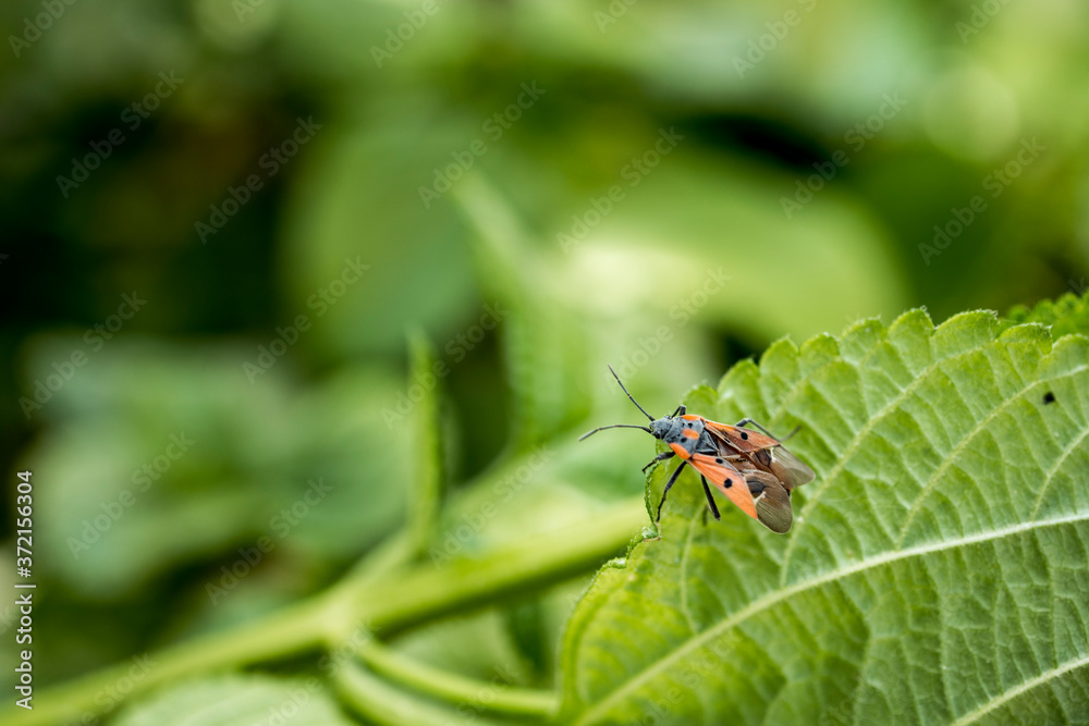 Soldier bug (Spilostethus pandurus) on a leaf Soldier bug (Spilostethus pandurus) on a leaf