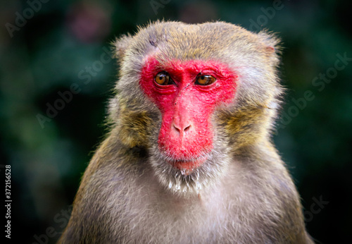 Portrait of a monkey in the park © schankz