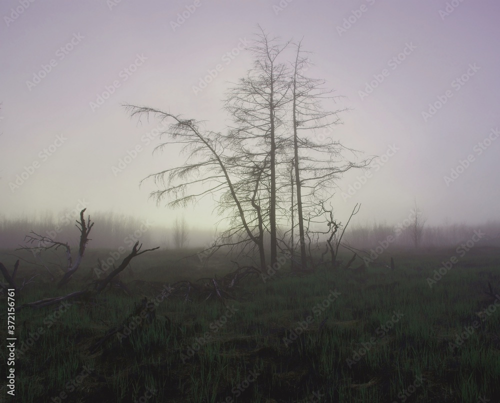 Fototapeta premium misty morning in the forest