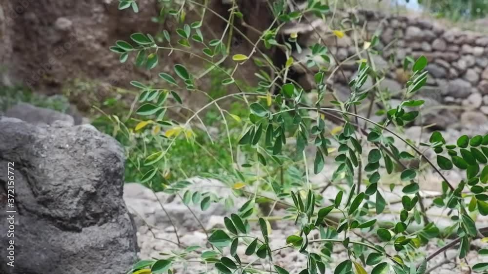 The branch falls to the ground. It's Moringa. The branch falls to the ground. It's Moringa.