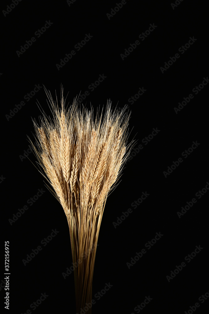 Fototapeta premium Ears of Rye on a black background