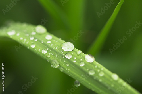  Many drops of morning dew on a green leaf macro . Natural background.