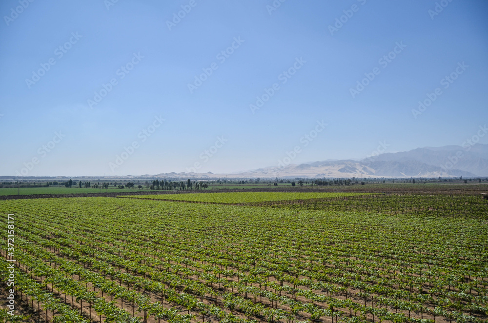 Pisco vineyard in Ica, Peru.