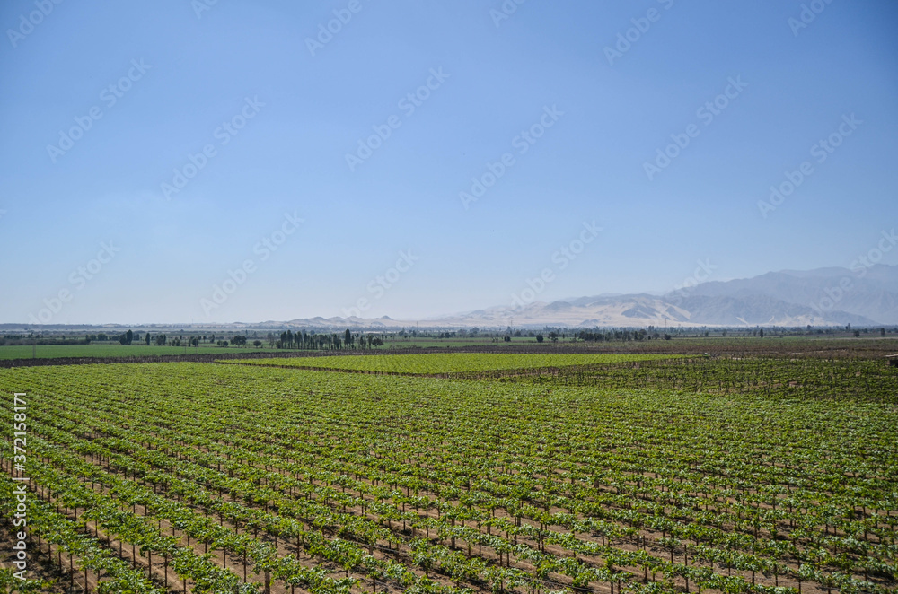 Pisco vineyard in Ica, Peru. Pisco vineyard in Ica, Peru.