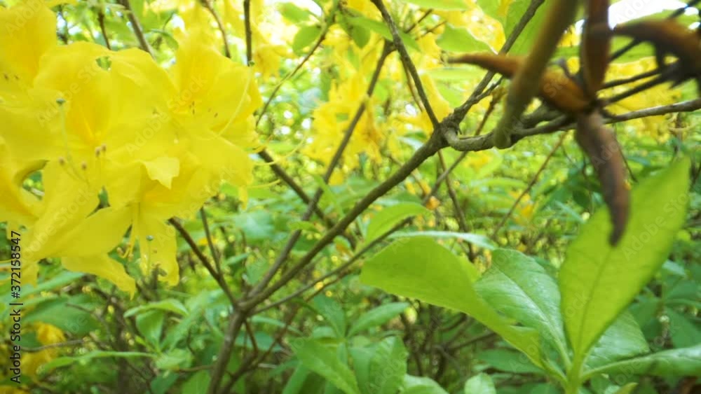 The yellow rhodondendron flowers in the garden