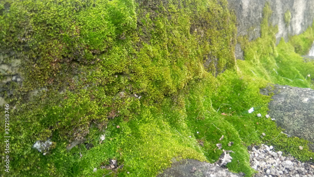 Moss Grass on wall Moss Grass on wall
