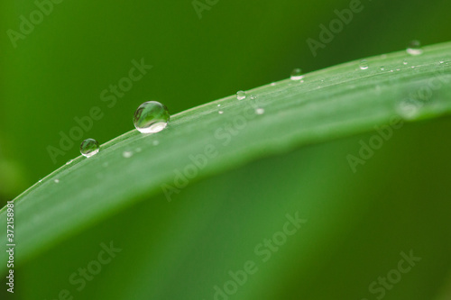 Water drops on green plant leaf. Abstract, organic.