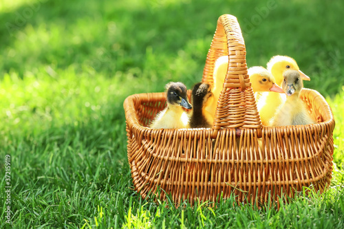 Cute ducklings in basket on green grass
