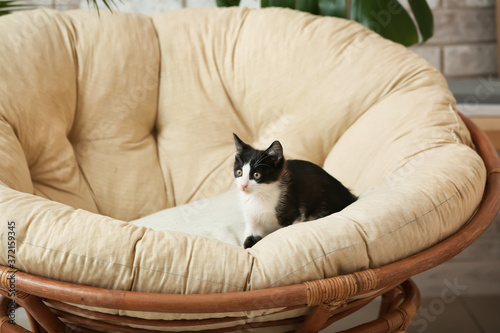 Cute funny kitten in armchair at home