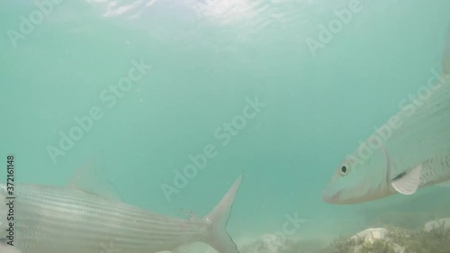 Bonefish and trachinotus goodei fish eating frenzy front of camera underwater. Los Roques Venezuela Caribbean photo