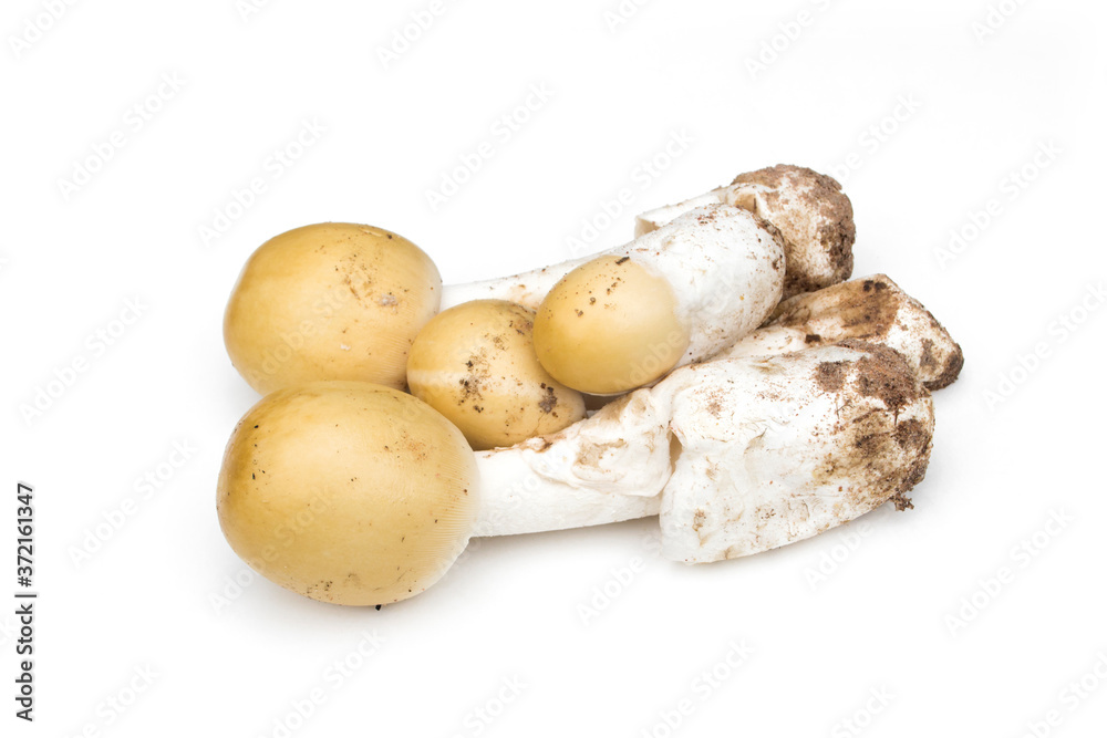 Amanita vaginata, Amanita hemibapha isolated on white background. Amanita vaginata, Amanita hemibapha isolated on white background.
