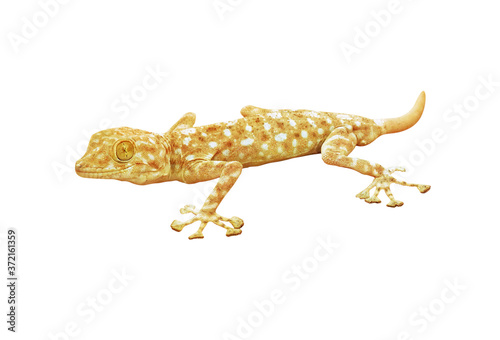Gecko lizard isolated on white background