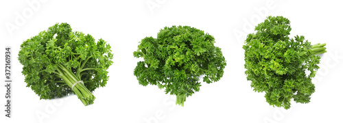 Set of green curly parsley on white background. Banner design
