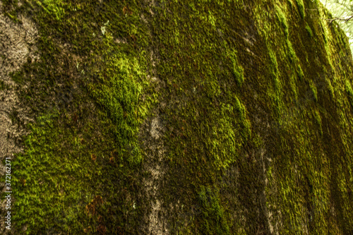 Fototapeta Naklejka Na Ścianę i Meble -  Mamerki