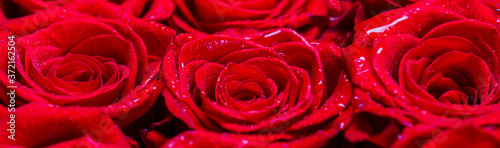 Fototapeta Naklejka Na Ścianę i Meble -  Bouquet of flowers, fresh red rose. Collage of red roses. A close up macro shot of a red rose. Flower shop. Red rose flower, petals