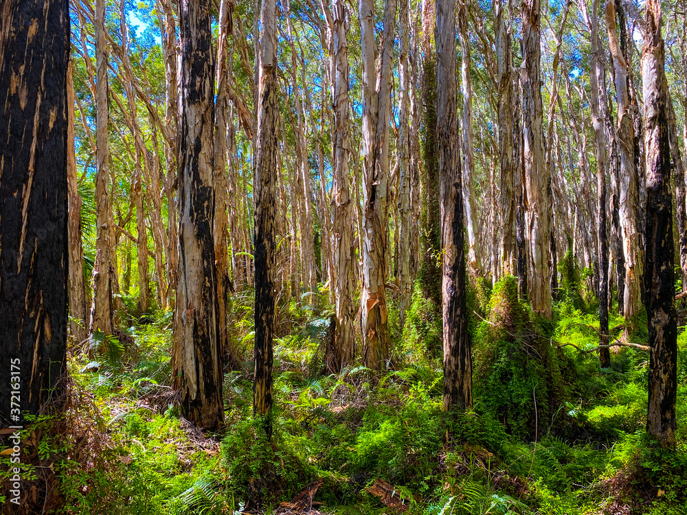 Obraz premium Forest 