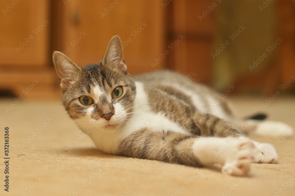 Portrait of a colorful domestic cat with big eyes . Felis silvestris catus. Funny colorful cat lying on the carpet