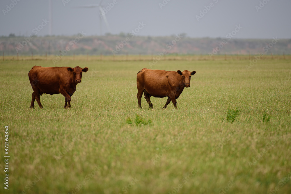 Brown cow on green grass background. Panoramic view of black and white cow on green grass.