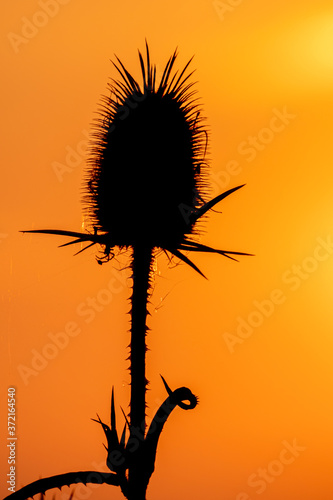 Silhouette of weed on the meadow at sunset