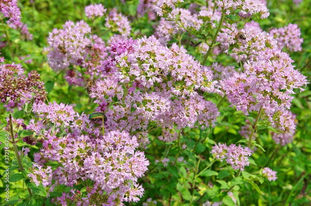Oregano (Lat. Origanum vulgare) blooms in the summer garden