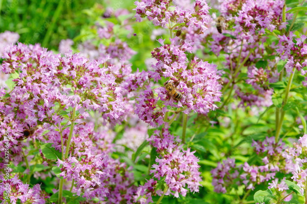 The bee collects nectar on the flowers of oregano (Lat. Origanum vulgare)