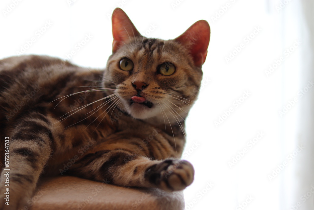 驚いた表情の猫のアメリカンショートヘア
American short hair with a surprised look. 驚いた表情の猫のアメリカンショートヘア
American short hair with a surprised look.