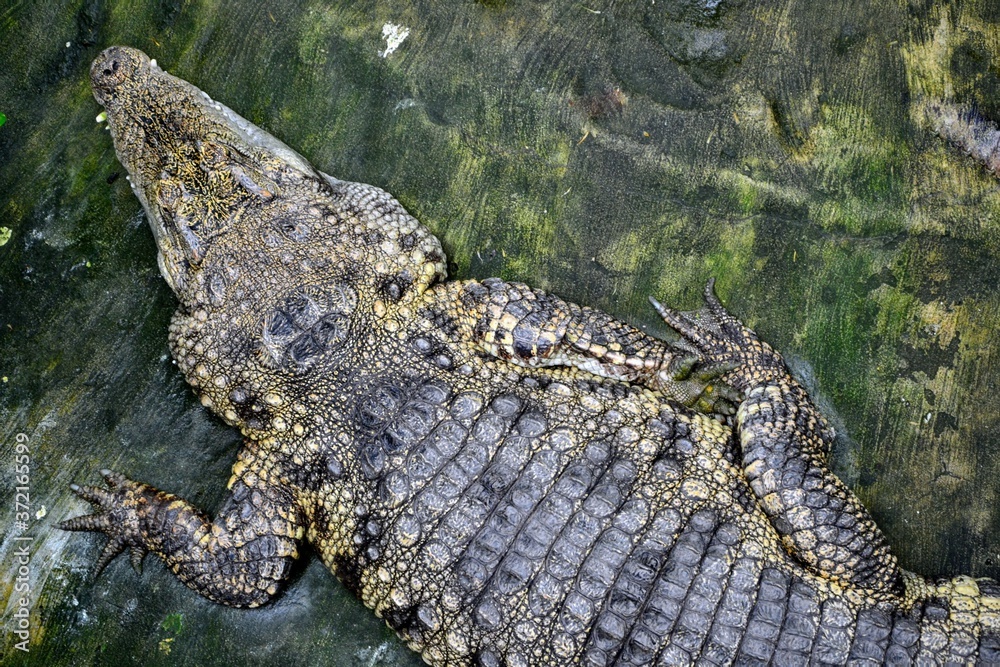 Naklejka premium The saltwater crocodile (Crocodylus porosus) closeup. Crocodilia (or Crocodylia) - an order of mostly large, predatory, semiaquatic reptiles, known as crocodilians. Top view