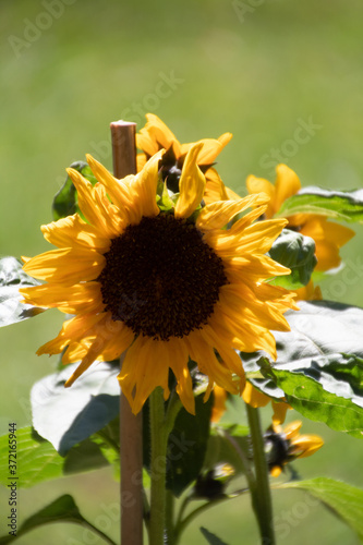 Sonnenblume