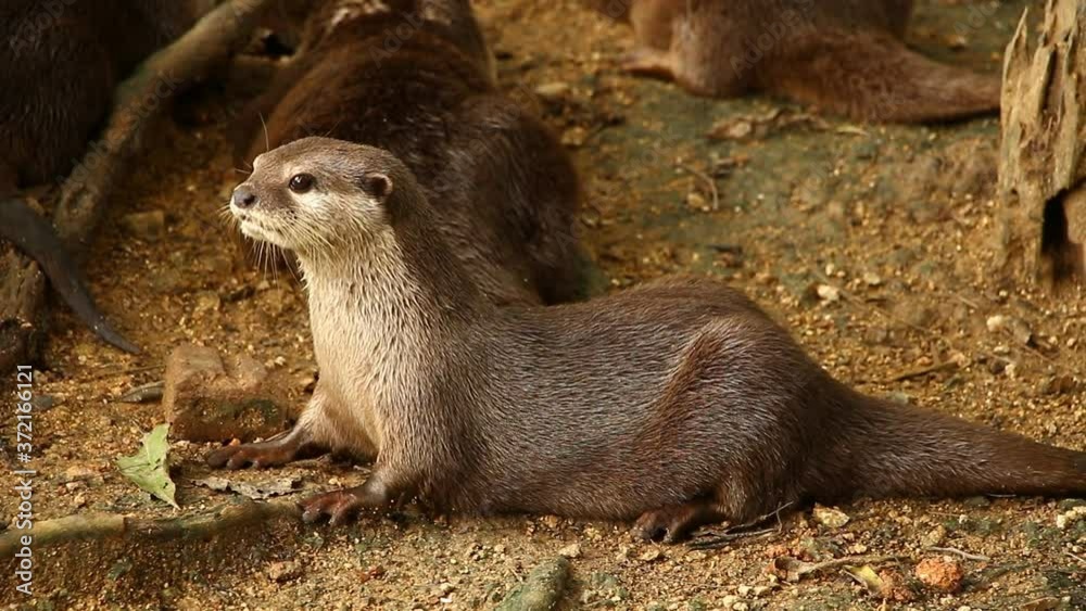 Otters playing on the ground , Chiangmai Thailand Otters playing on the ground , Chiangmai Thailand