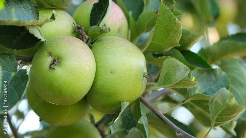 Green apples on branch at fruit garden. Healthy, delicious and organic food. Ecological agricultural products. Fruits waiting for harvest time. Green apples on branch at fruit garden. Healthy, delicious and organic food. Ecological agricultural products. Fruits waiting for harvest time.