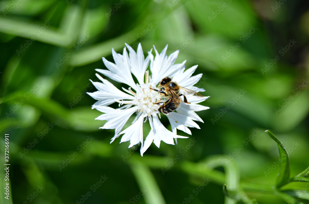 bee on a white flower on a blurred green grass background, close-up bee on a white flower on a blurred green grass background, close-up