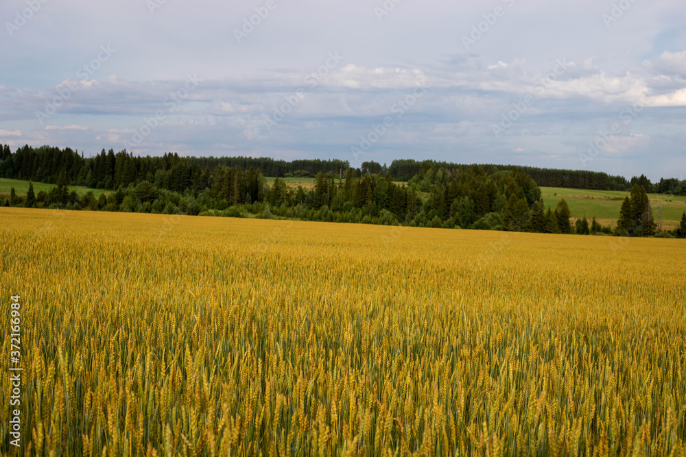 Ripe wheat in the fields. Harvesting begins Ripe wheat in the fields. Harvesting begins
