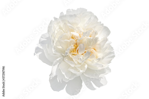 Fototapeta Naklejka Na Ścianę i Meble -  white peony flower isolated on white