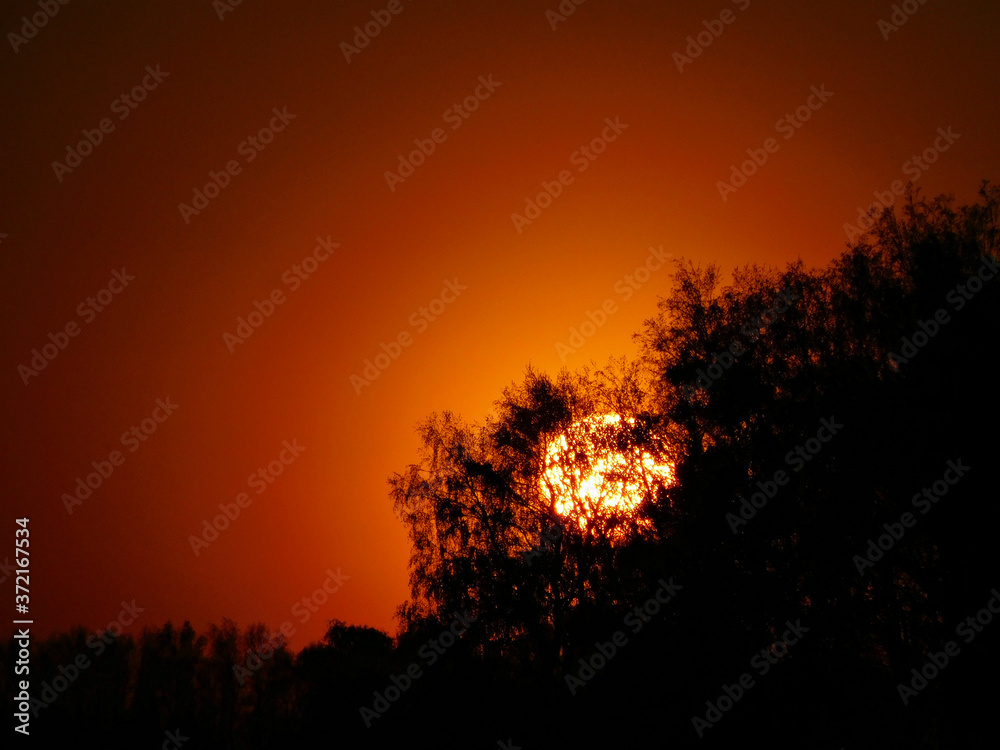 silhouette of trees on red sunset background