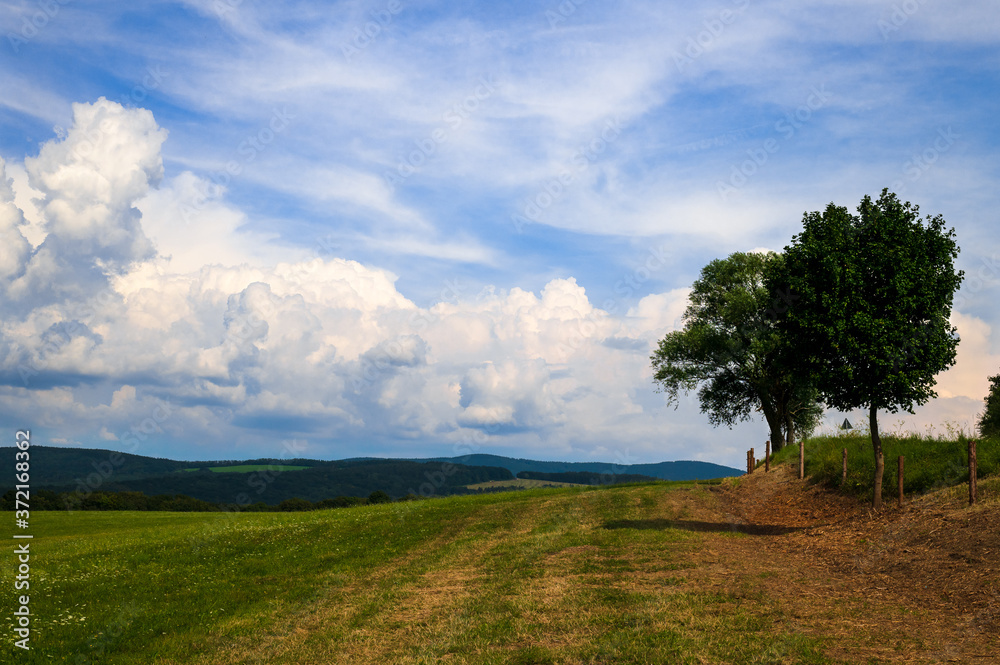 Fototapeta premium Cesta