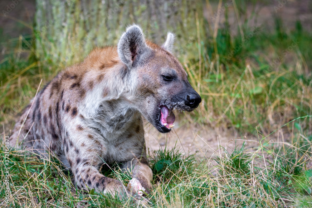 Spotted Hyenas in nature,close up.. Carnivore, creature. Spotted Hyenas in nature,close up.. Carnivore, creature.