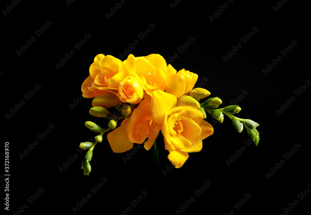 Beautiful yellow freesia flowers on black background