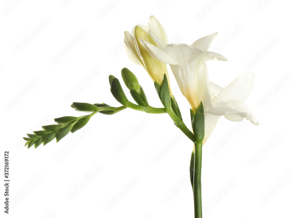 Obraz premium Beautiful blooming freesia flower isolated on white