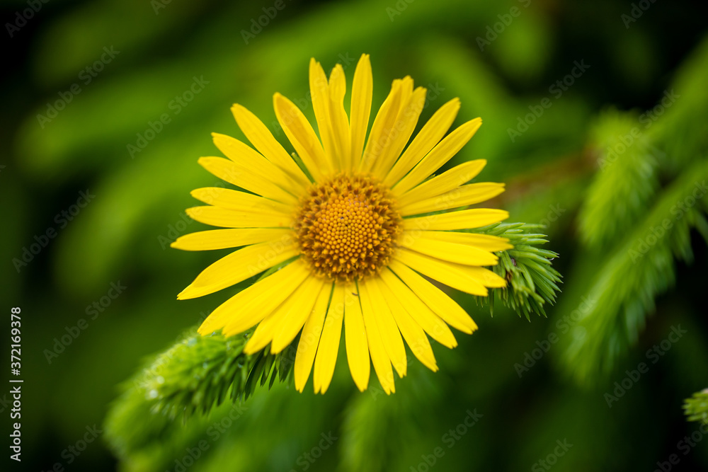 Bright yellow flower close up Bright yellow flower close up