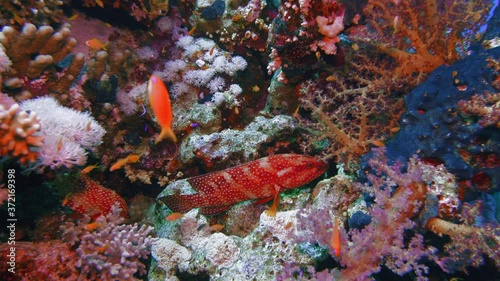 Soft coral polyps on coral reef Elfin Ston catch plankton, Red Sea, Egypt photo