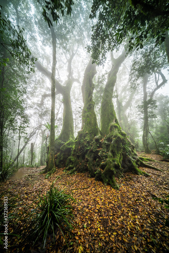 Antarctic beech trees in the mist photo