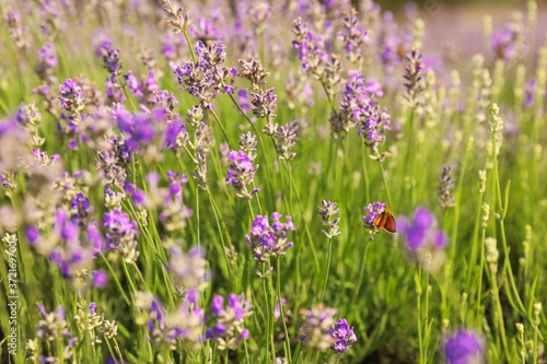 Beautiful butterfly in blooming lavender field on summer day  closeup