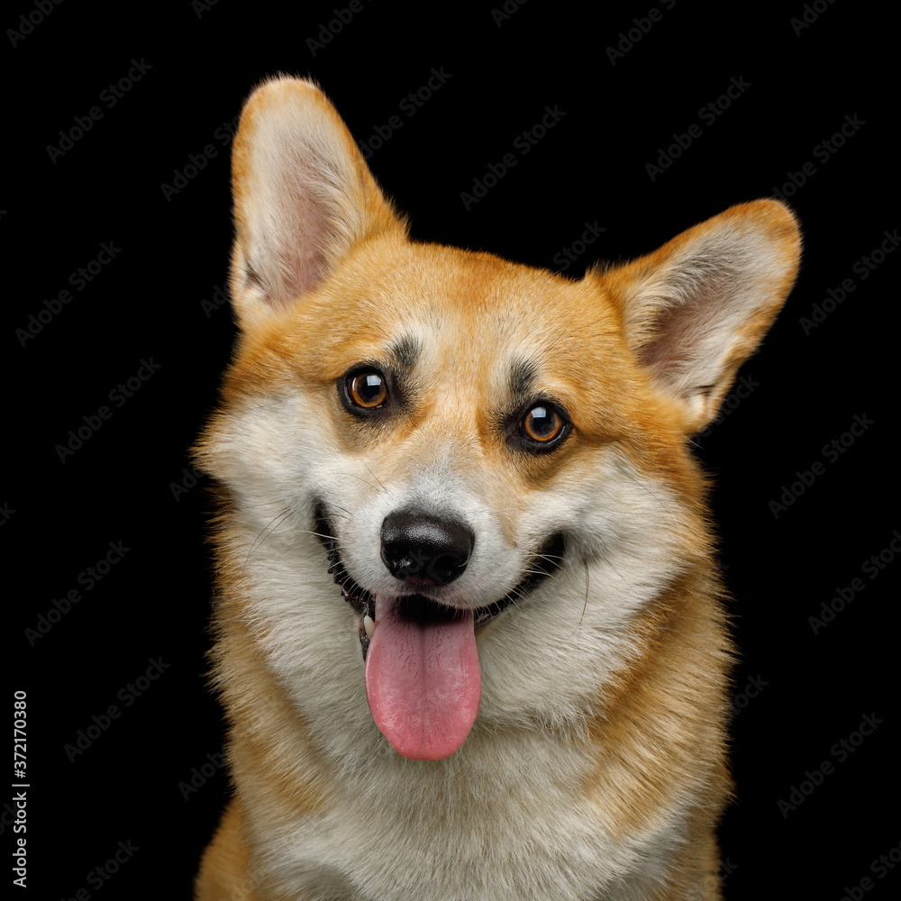 Portrait of Funny dog corgi pembroke in studio in front of black background Portrait of Funny dog corgi pembroke in studio in front of black background