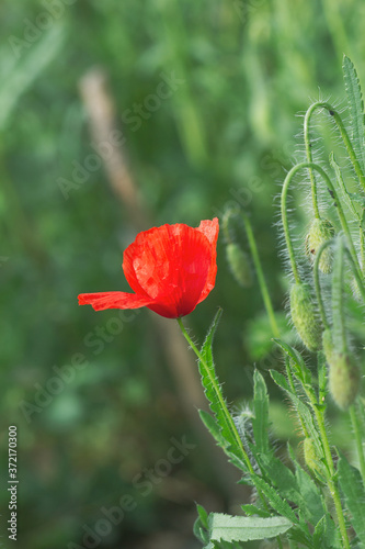 Red wild poppy flower growing in summer green fields photo
