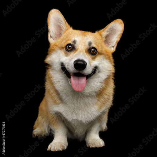 Funny dog corgi pembroke in studio in front of black background