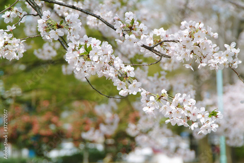中原平和公園の桜（神奈川県川崎市）