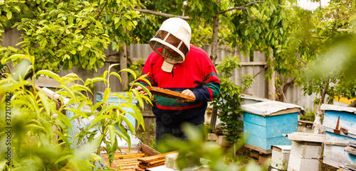 Beekeeper is working with bees and beehives on the apiary. Beekeeper on apiary.