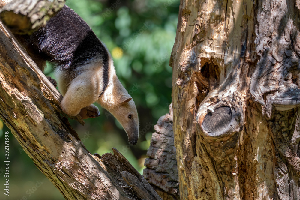 Obraz premium Southern Anteater tamandua tetradactyla